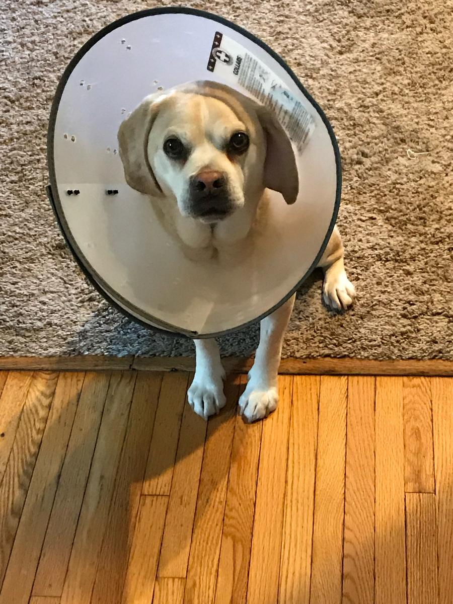 Jackson wearing a cone
