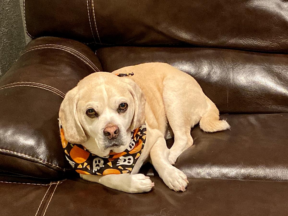 Jackson in a Halloween bandana on a leather couch