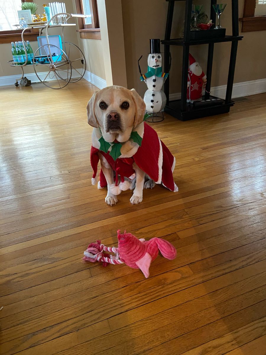 Jackson in a red Santa cape with his pink flamingo toy