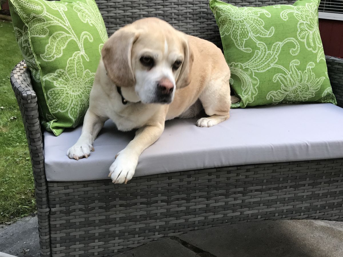 Jackson on a patio loveseat with green pillows