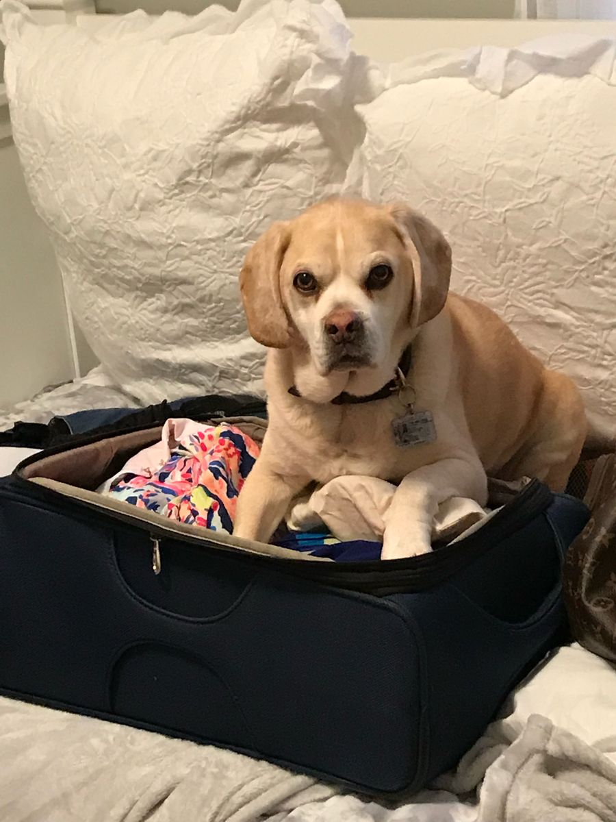 Jackson sitting in an open suitcase